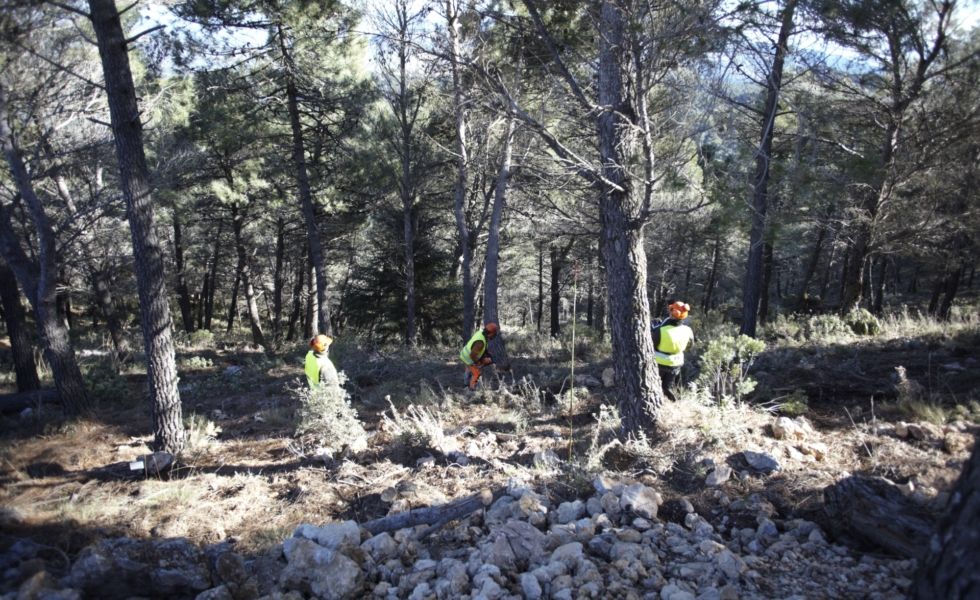 La Diputación de Málaga extrae más de 562 toneladas de madera para biomasa