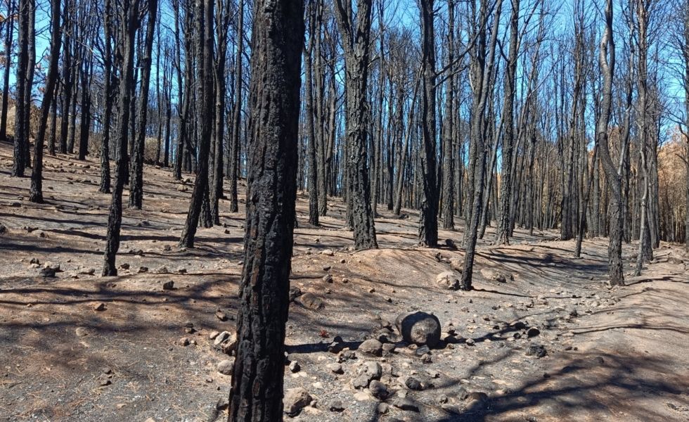 El noveno gran incendio forestal del año evidencia la urgencia de gestión activa en los montes españoles
