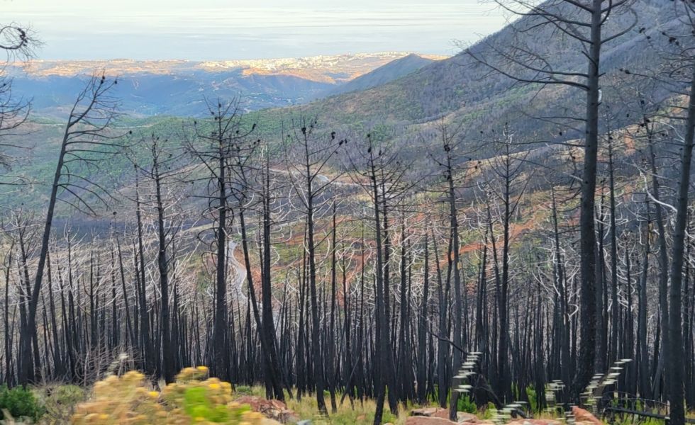 La cadena forestal, en el seno de la Fundación ARUME, compromete el mantenimiento de precios de la madera quemada  