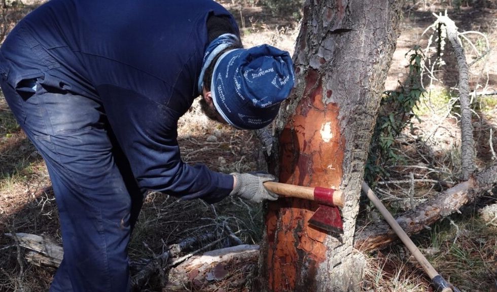 Resineros en el Sistema Ibérico Sur, de oficio casi perdido a oportunidad de empleo