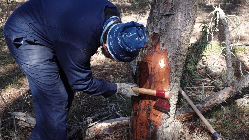 Resineros en el Sistema Ibérico Sur, de oficio casi perdido a oportunidad de empleo