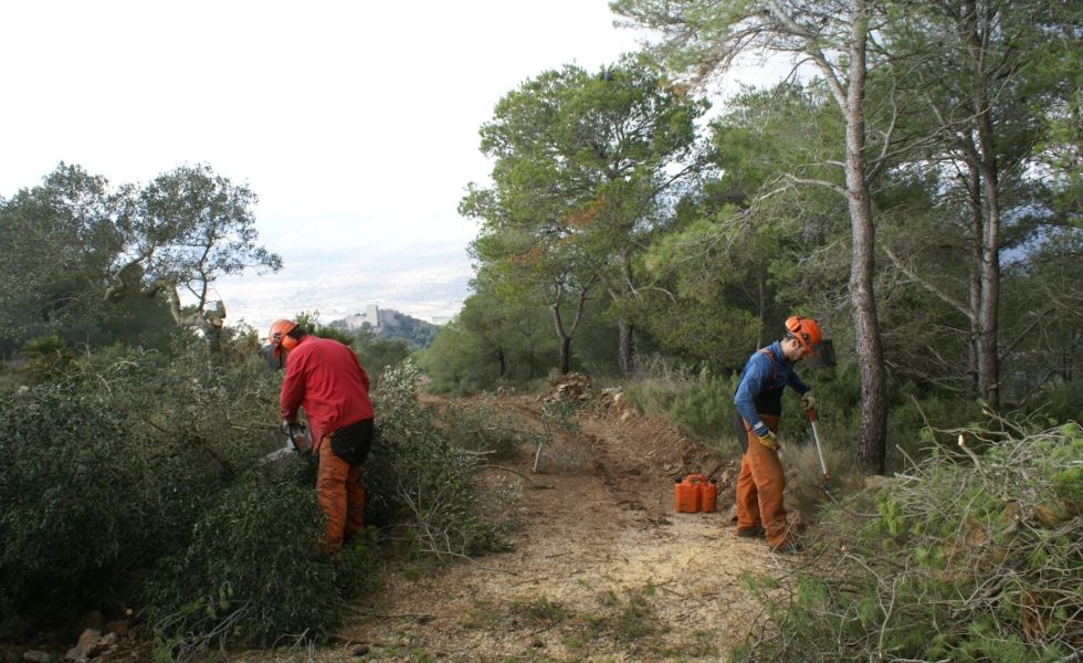 Empresas forestales: agente clave en el Pacto de Estado frente a la Emergencia Climática