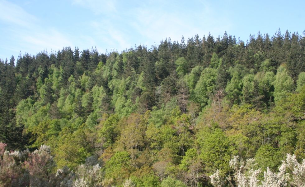 COPADE alerta: Sin desarrollo rural no habrá montes que sobrevivan al fuego