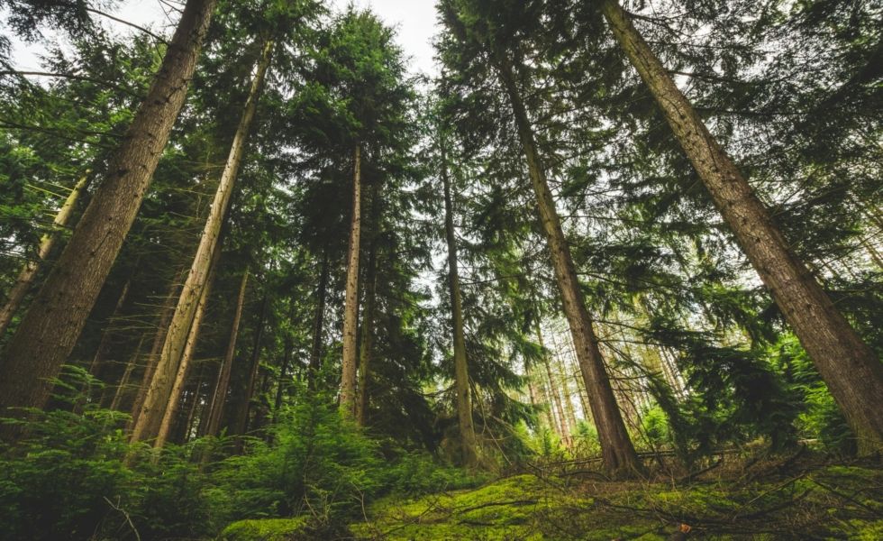 Inscríbete al webinar “PEFC, tu aliado para el cumplimiento del EUDR”