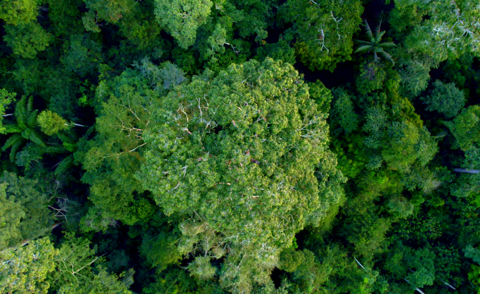 La certificación FSC, decisiva en la lucha contra la deforestación en la Amazonía