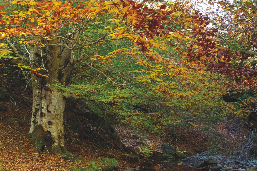 España supera los 3 millones de hectáreas certificadas bajo el Sistema PEFC