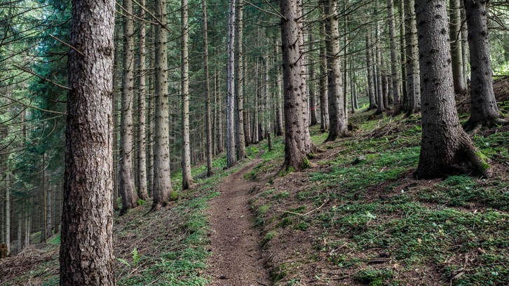 Madera de proximidad del Pirineo catalán para construir casas y para mitigar la sequía