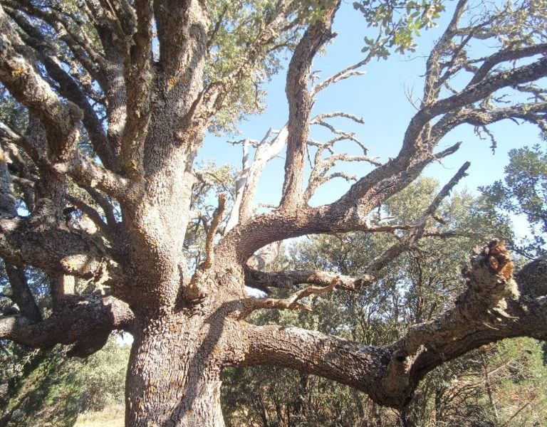 Finaliza el proyecto de inventario de ARBOLES SINGULARES en espacios Red Natura 2000 de Guadalajara