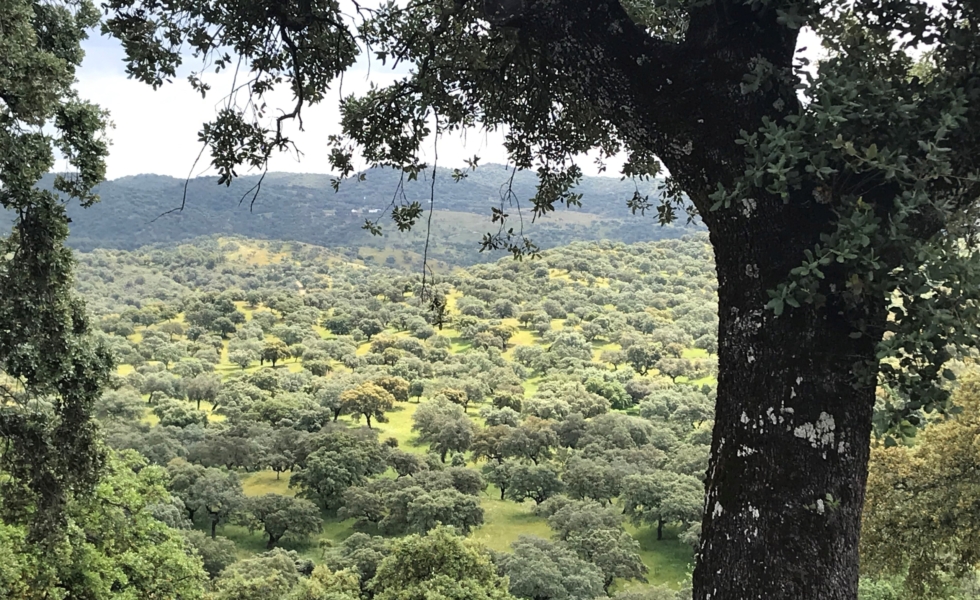 La certificación PEFC avanza en la dehesa extremeña gracias al proyecto Futuro Dehesa