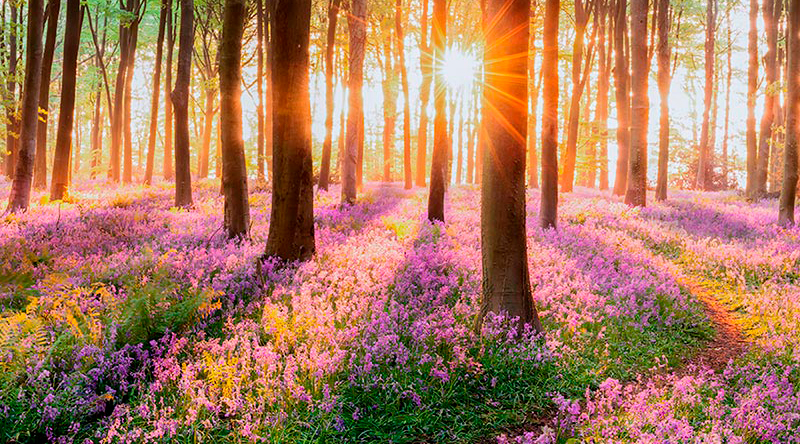 Jornadas de presentación de resultados de productos forestales no madereros IMFOREST