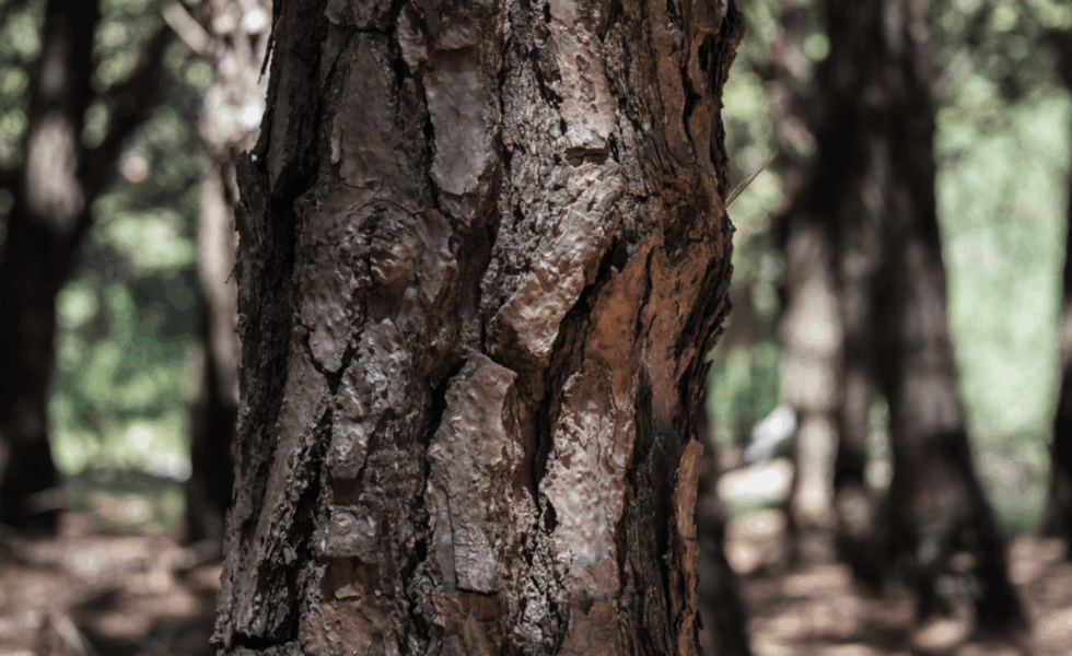 Oportunidades laborales ligadas a la gestión forestal sostenible