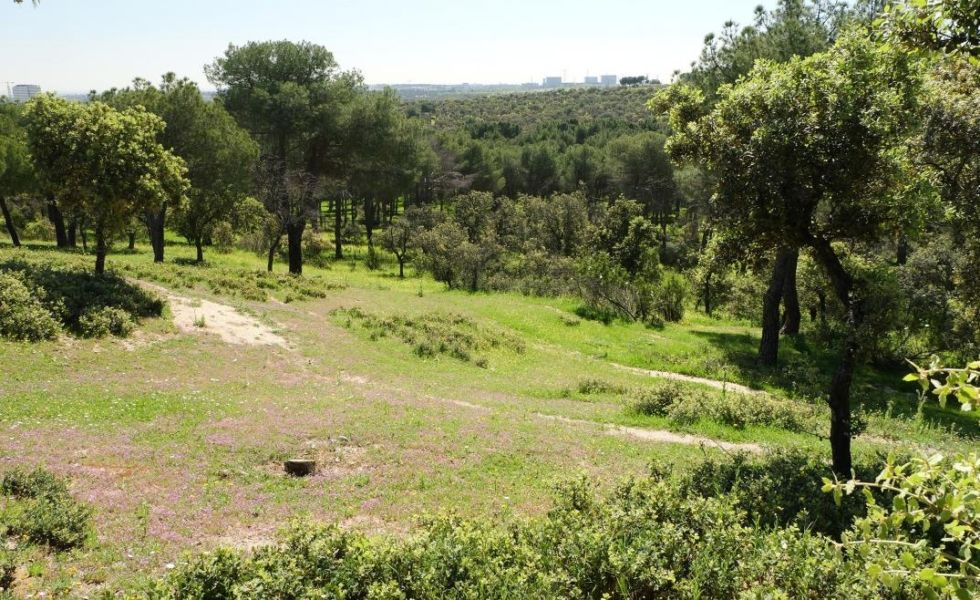 Arranca MADRID FORESTAL con el primer aprovechamiento de madera