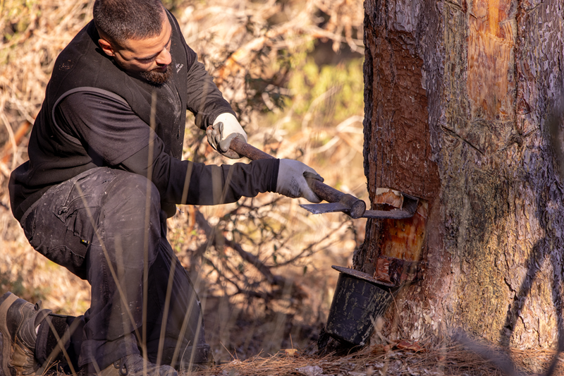 COPADE concluye el proyecto “Del Bosque a tu Casa” con resultados visibles en nueve territorios rurales