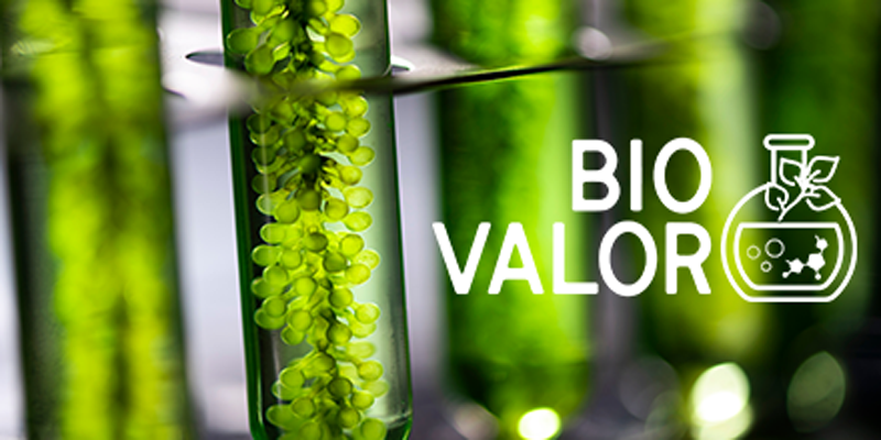 La selvicultura preventiva implementada en BIOVALOR contribuye a la reducción del riesgo de incendios