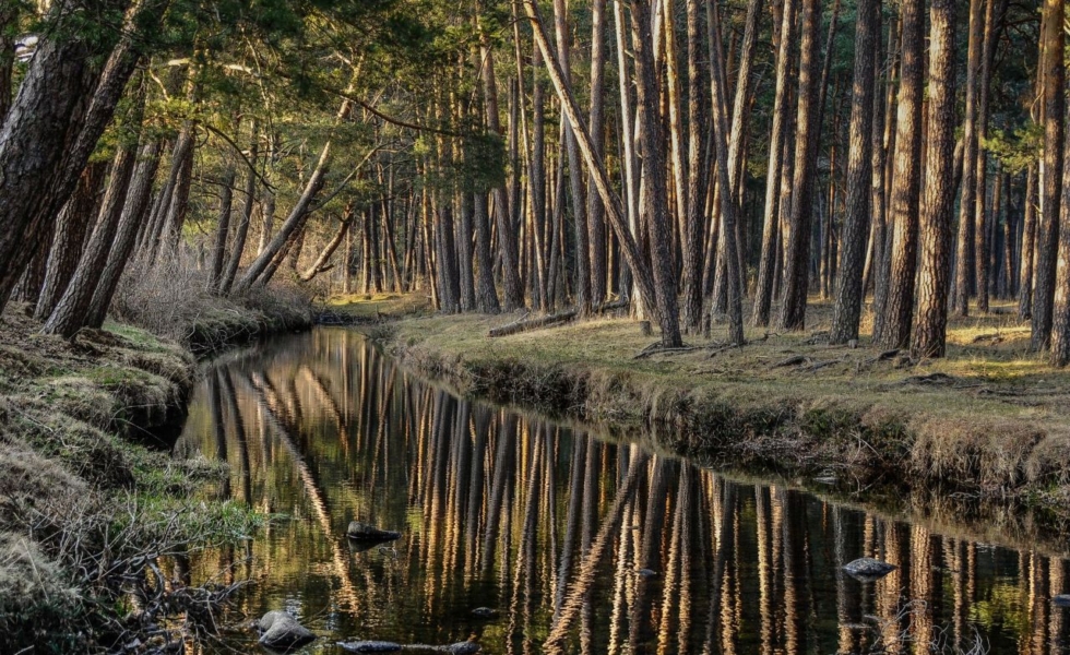 Más del 75% de los visitantes de los bosques de SORIA estarían dispuestos a pagar una tasa para garantizar su conservación