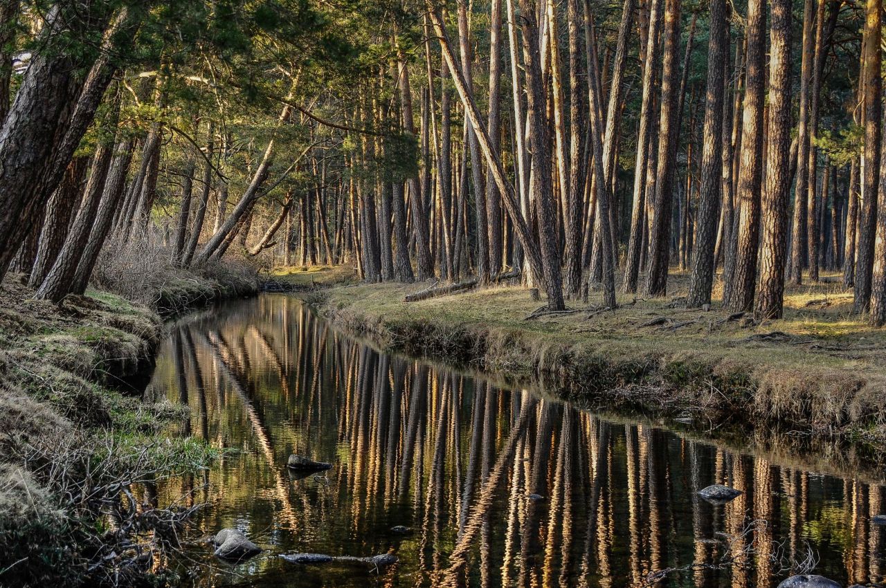 Más del 75% de los visitantes de los bosques de SORIA estarían dispuestos a pagar una tasa para garantizar su conservación