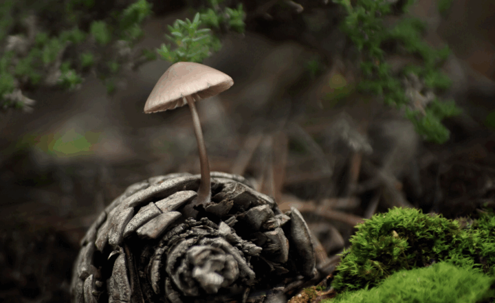 PEFC España presenta el Manual de Buenas Prácticas en Bioeconomía Forestal 