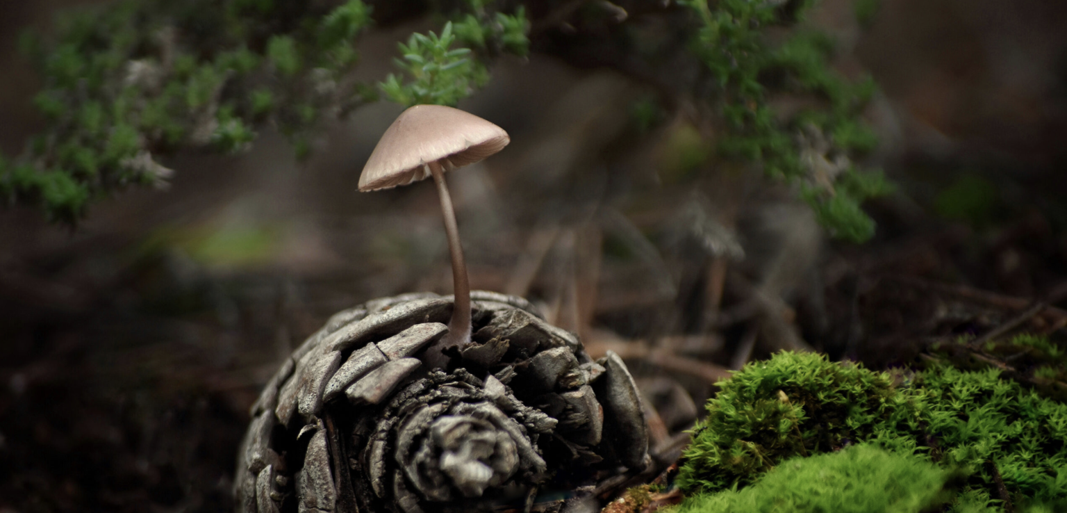 PEFC España presenta el Manual de Buenas Prácticas en Bioeconomía Forestal 