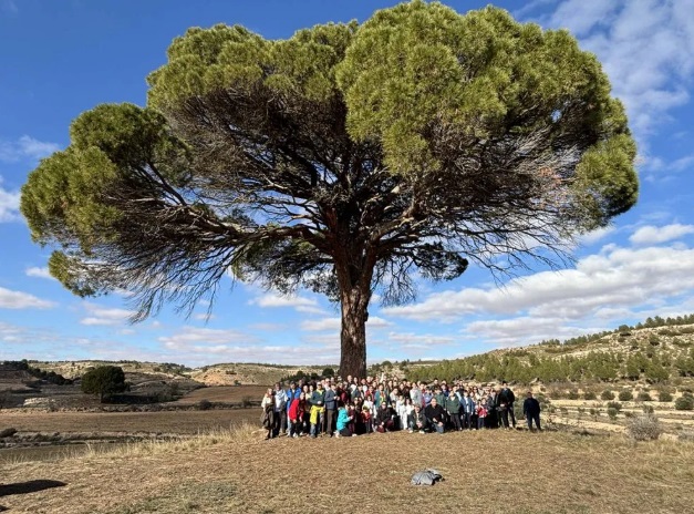 Conoce a los candidatos a ser a ser ÁRBOL DEL AÑO en España