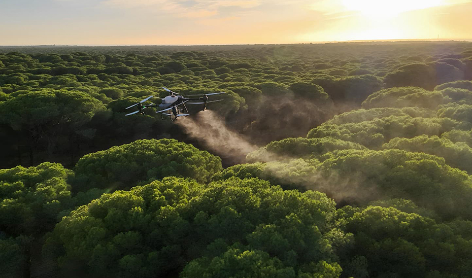 Andalucía aplica por primera vez tratamientos aéreos contra la procesionaria del pino