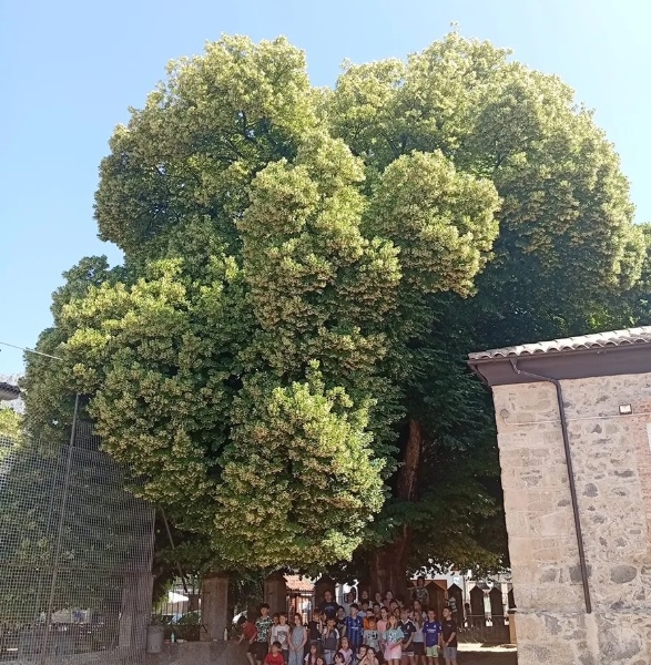 El Tilo y la Tila del patio de las escuelas de El Arenal es el Árbol de España 2026