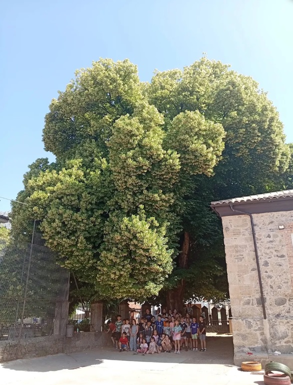 El Tilo y la Tila del patio de las escuelas de El Arenal es el Árbol de España 2026