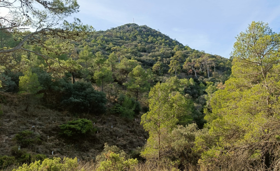MURCIA impulsa la recuperación del pino laricio en la Sierra del Carche