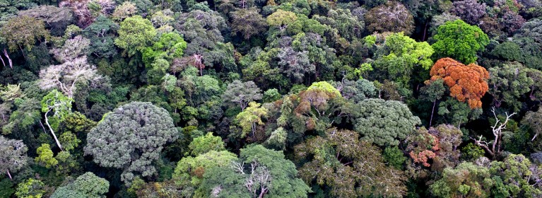 ATIBT presenta “Les Arbres d’Afrique Centrale”