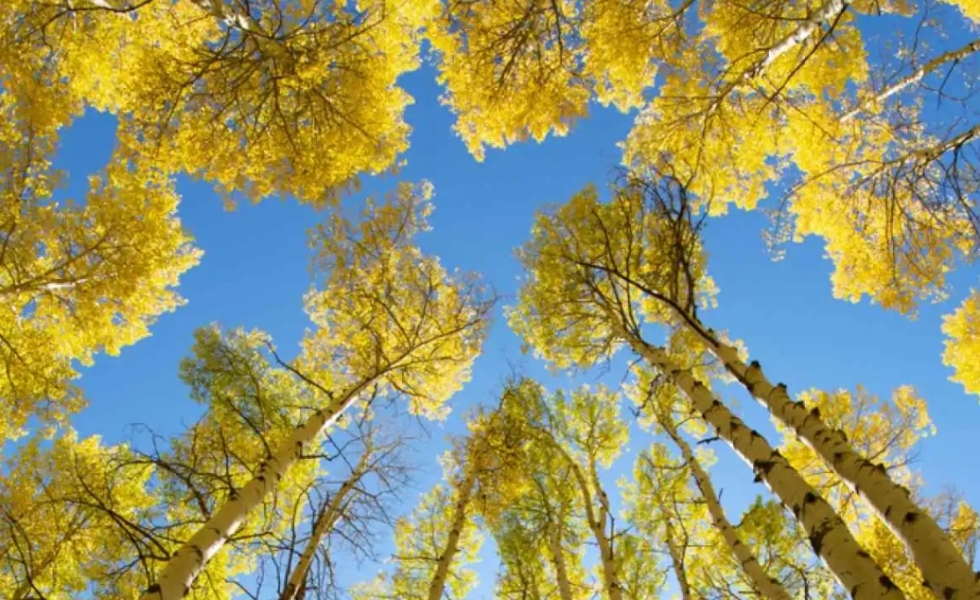 La Diputación de Granada lanza el Manual para la Certificación de un Vivero de Chopos