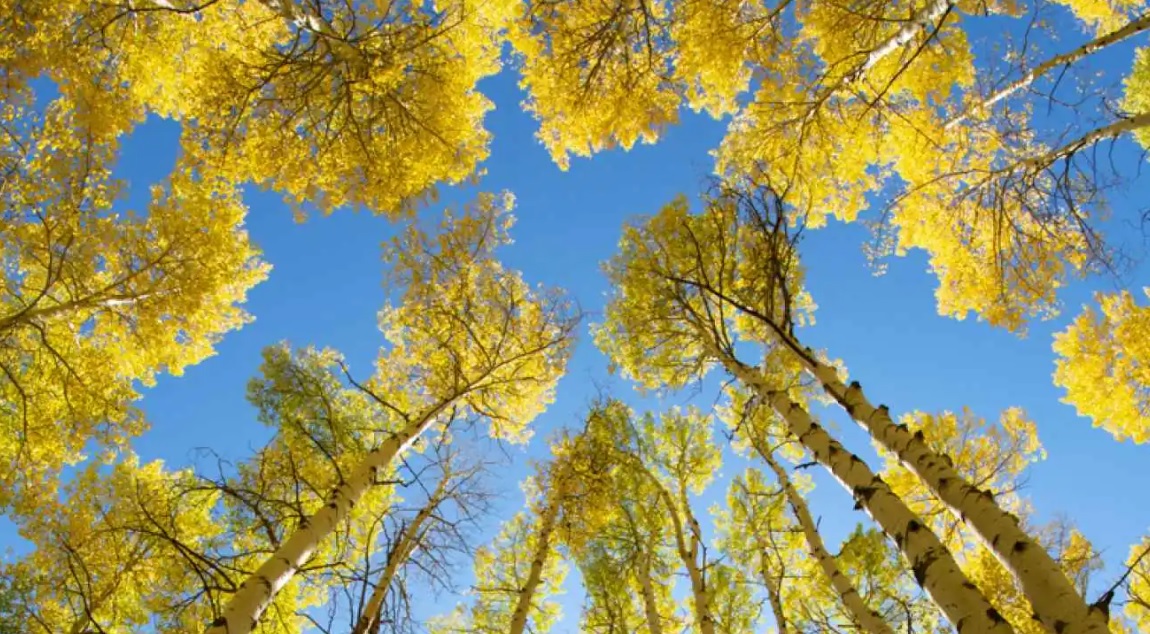 La Diputación de Granada lanza el Manual para la Certificación de un Vivero de Chopos