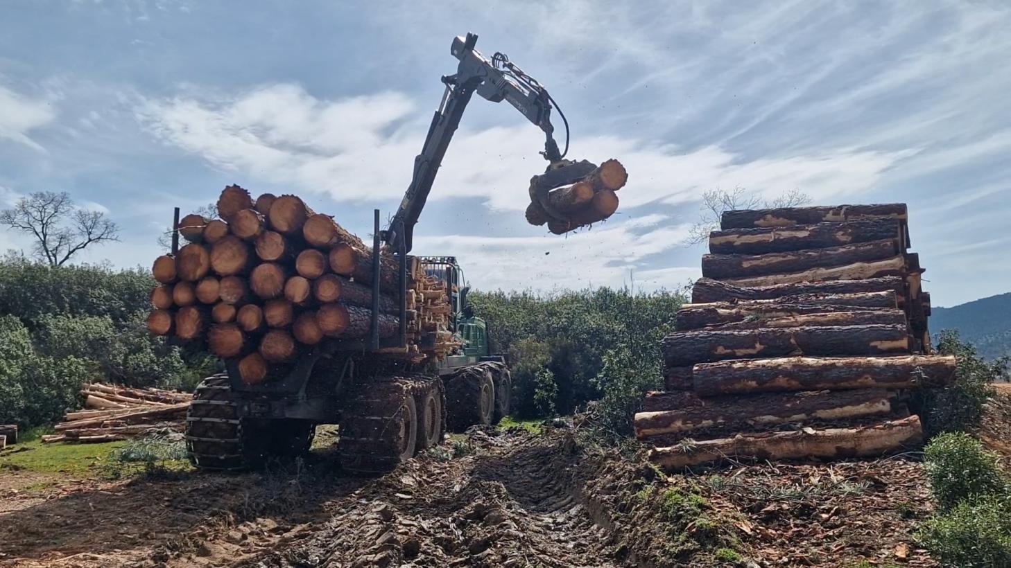 Siete mancomunidades impulsarán la gestión forestal en CASTILLA-LA MANCHA