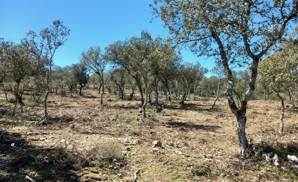 La COMUNIDAD DE MADRID aumenta ayudas de mejora en montes de titularidad privada