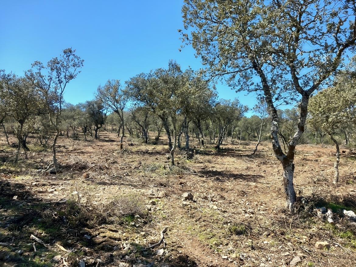 La COMUNIDAD DE MADRID aumenta ayudas de mejora en montes de titularidad privada