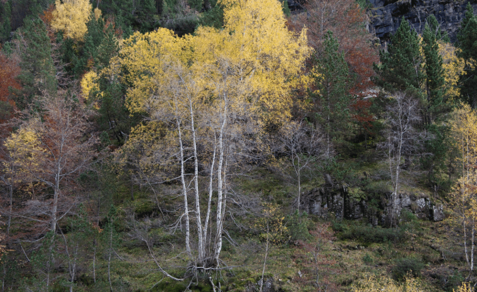 Desafíos para los mercados europeos y la madera tropical
