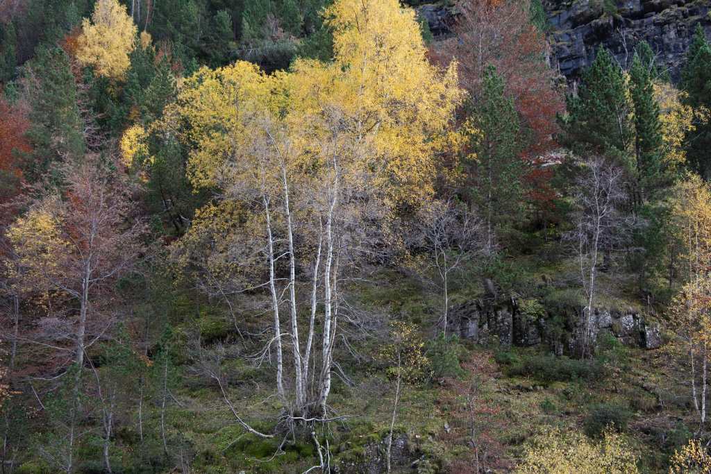 Desafíos para los mercados europeos y la madera tropical