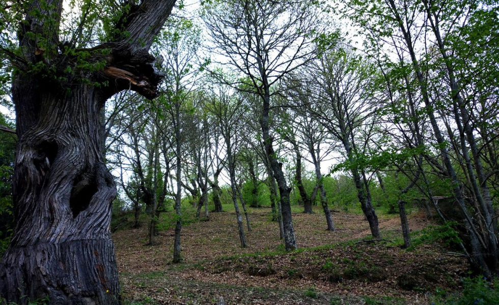Los sotos de EL BIERZO se consolidan como activos estratégicos de la bioeconomía en la comarca