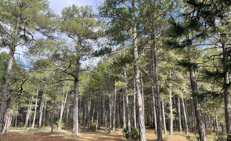 Sólo el 24% del territorio forestal español dispone de un plan de gestión
